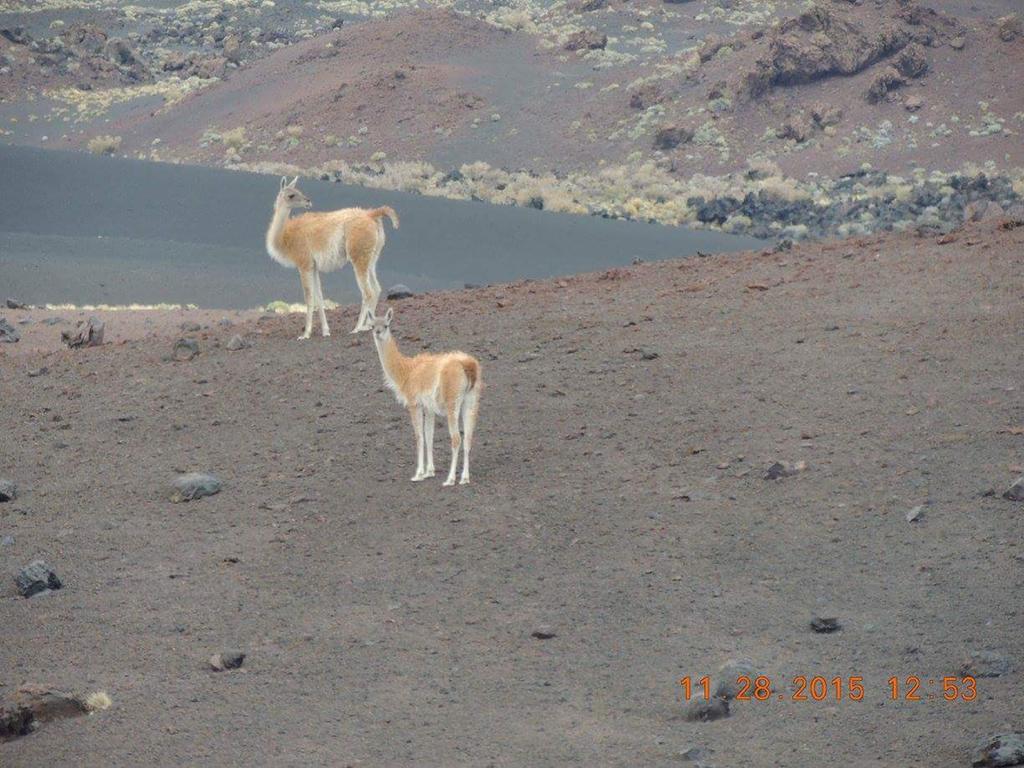 Apart El Nevado Malarguee ภายนอก รูปภาพ